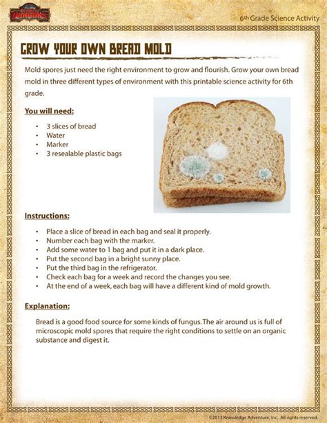 bread mold experiment worksheet.